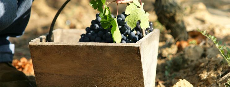 viniphile elaboration du vin et vinification